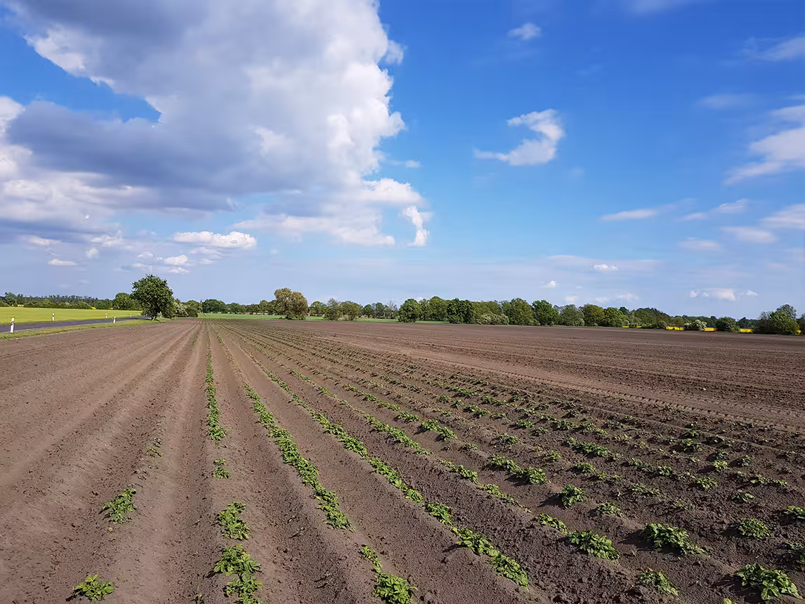Agrargenossenschaft Großräschen - Kartoffeln, Möhren
