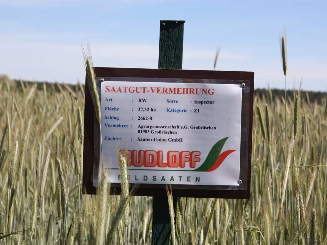 Agrargenossenschaft Großräschen - Saatgutvermehrung