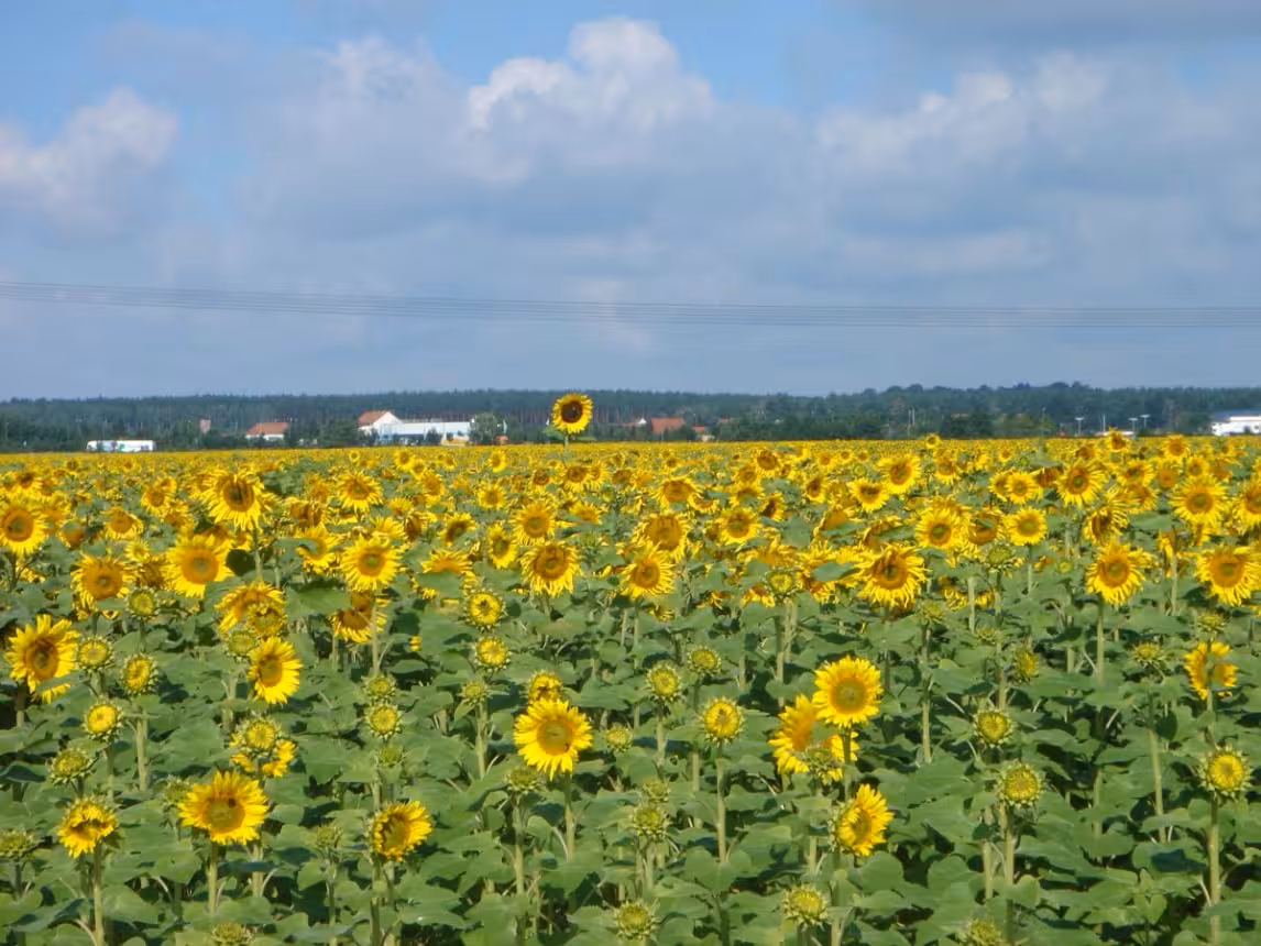 Agrargenossenschaft Großräschen - Landschaftsbau