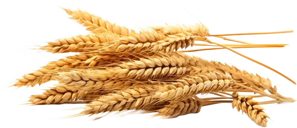 Agrargenossenschaft Großräschen - Getreide
